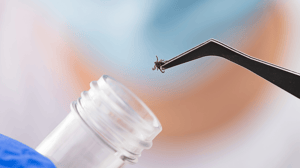 a tick with tweezers over a test tube, researching parasites and preparing a vaccine for diseases
