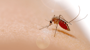 IBSA Foundation_high-tech-skin-ai-mosquitoes