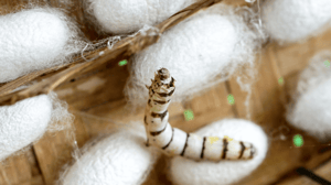 IBSA Foundation_Silk to repair damaged nerves