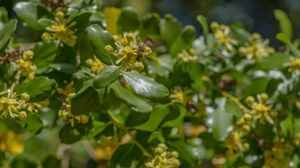 Bee collecting nectar from the flowers of the tree called Quillay