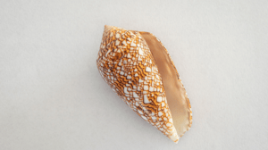 Conus geographus 
