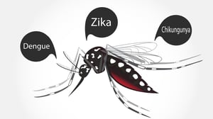 aedes-aegypti-mosquito