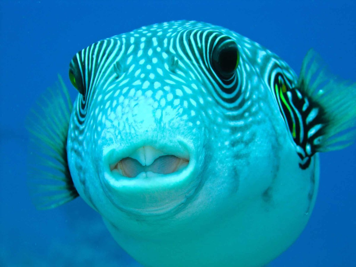 Pill inspired by the pufferfish to monitor the stomach | IBSA Foundation