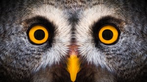 Close-up of the face of an owl